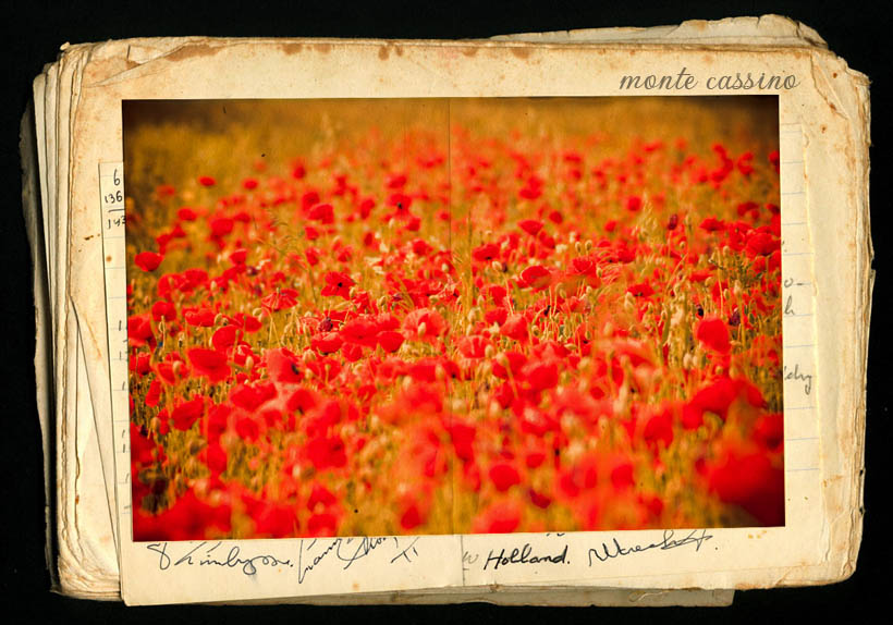 Papaver rhoeas