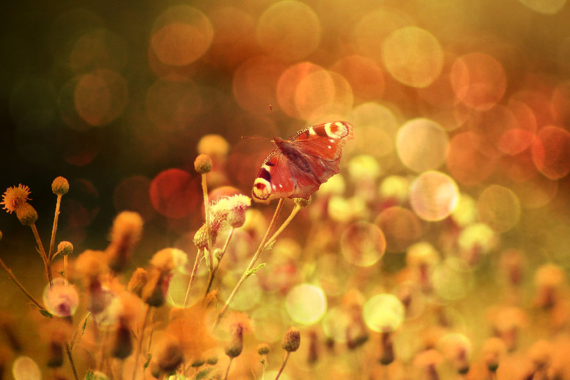 Vanessa atalanta